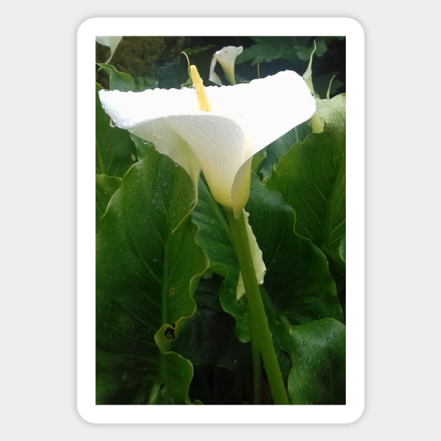 White Calla lily photo Sticker by esvb